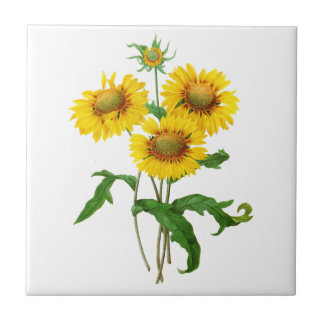 Gaillardia von Pierre Joseph Redoute Fliese