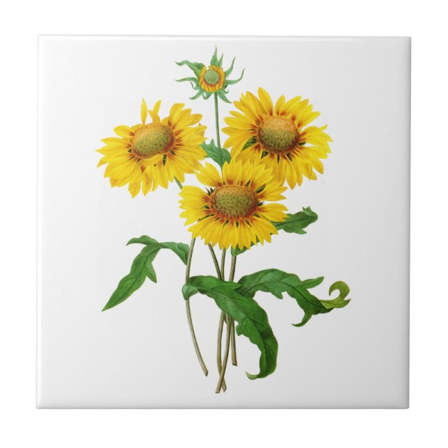 Gaillardia von Pierre Joseph Redoute Fliese (Vorderseite)