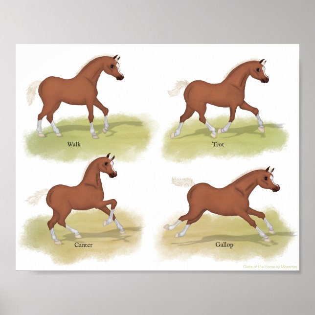 Gaits of the Horse Walk Trot Canter Gallop Sorrel Poster (Vorne)