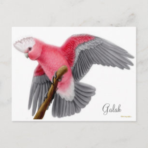Galah Cockatoo Postcard Postkarte