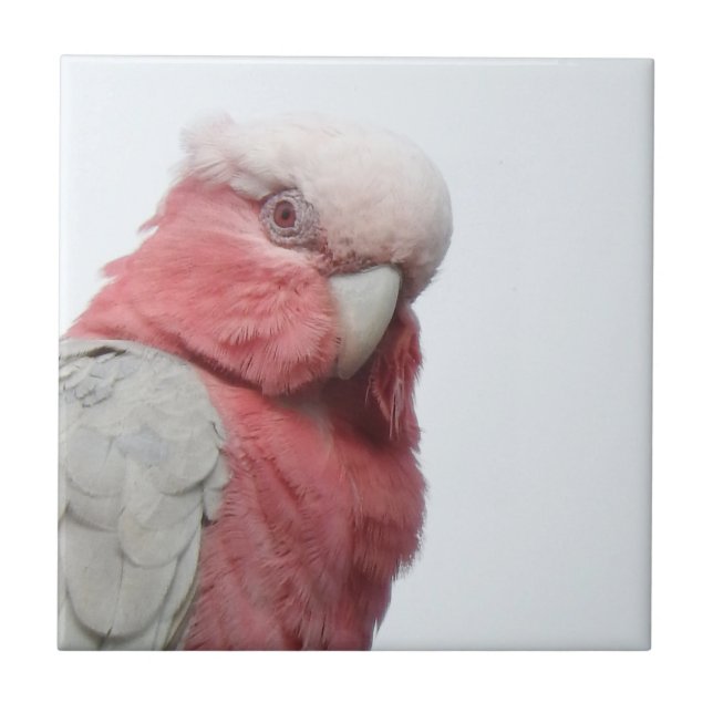 Galah Fliese (Vorderseite)