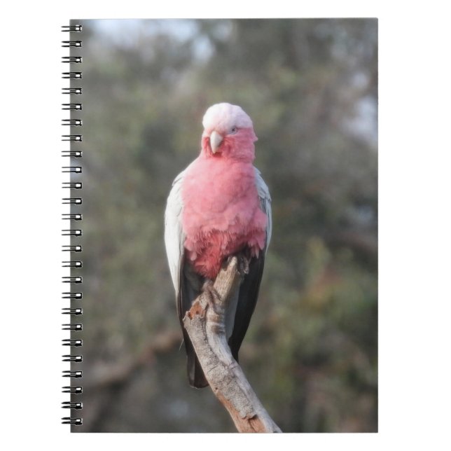 Galah Notizblock (Vorderseite)