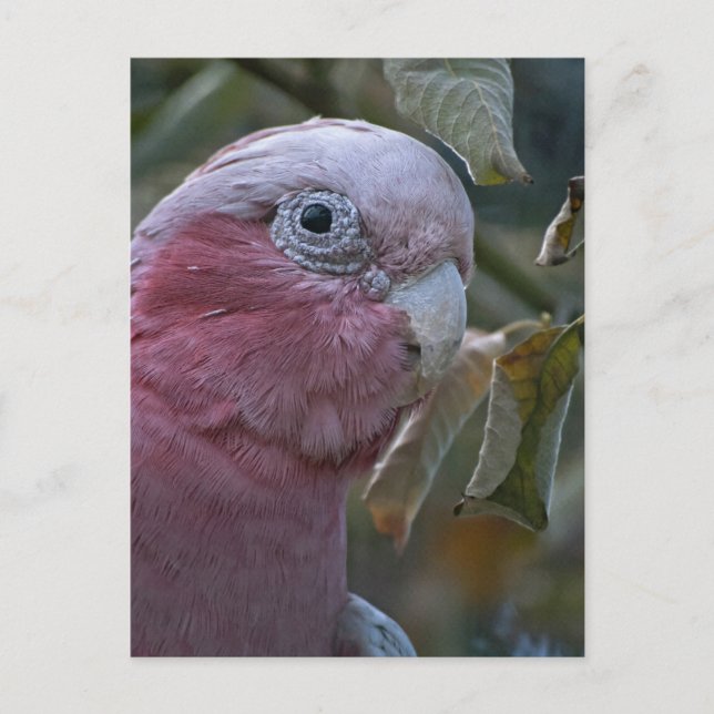 Galah oder Rosenbrust-Kakadu Postkarte (Vorderseite)