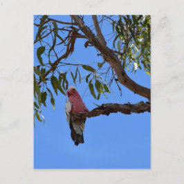 GALAH PINK IN EINEM BAUM LÄNDLICHER QUEENSLAND AUS POSTKARTE