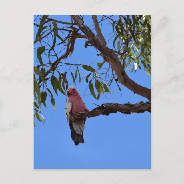 GALAH PINK IN EINEM BAUM LÄNDLICHER QUEENSLAND AUS POSTKARTE (Vorderseite)