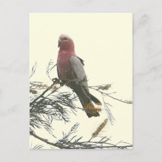 Galah Postkarte