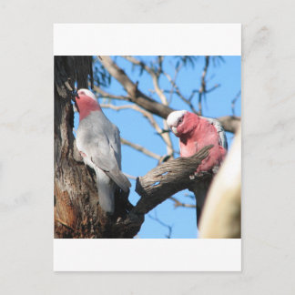 Galah Postkarte
