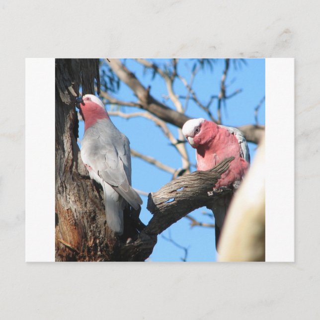 Galah Postkarte (Vorderseite)