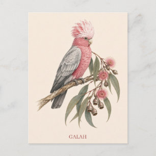 Galah Postkarte Bush Edition