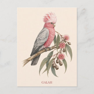 Galah Postkarte | Bush Edition