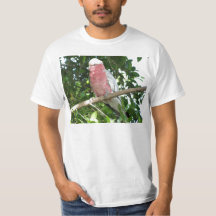 Galah (Rose Breasted Cockatoo)