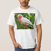 Galah (Rose Breasted Cockatoo)