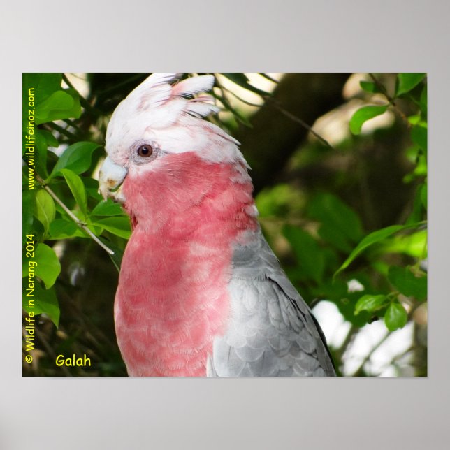 Galah (Rose Breasted/Roseate Cockatoo) Poster (Vorne)