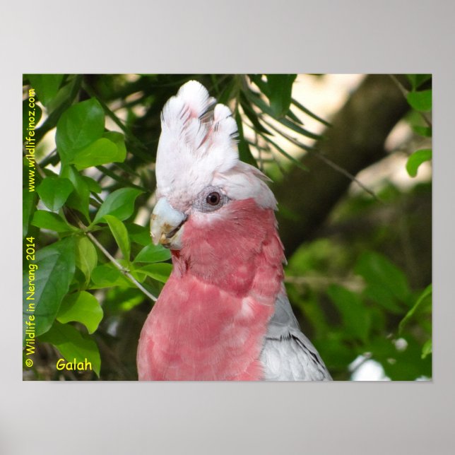 Galah (Rose Breasted/Roseate Cockatoo) Poster (Vorne)