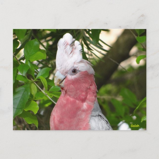Galah (Rose Breasted/Roseate Cockatoo) Postkarte (Vorderseite)