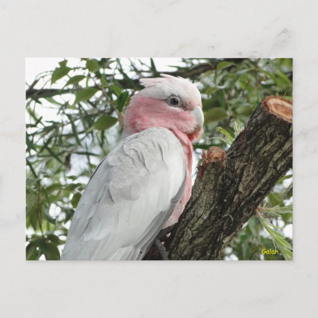 Galah (Rose Breasted/Roseate Cockatoo) Postkarte (Vorderseite)