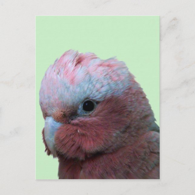 Galahs Postkarte (Vorderseite)