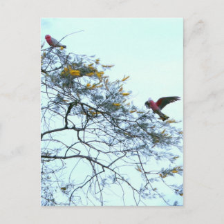 Galahs Postkarte