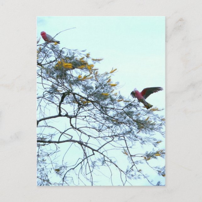 Galahs Postkarte (Vorderseite)