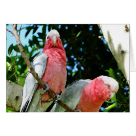 Galahs (Rose Breasted/Roseate Cockatoos)