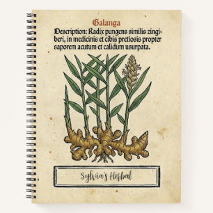 Galangawurzel: Das mittelalterliche Rezept des Apo Notizbuch