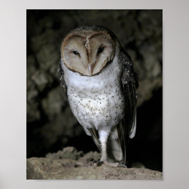 Galapagos Barn Owl Poster (Vorne)