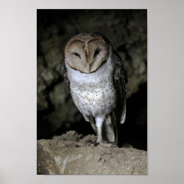 Galapagos Barn Owl Poster (Vorne)