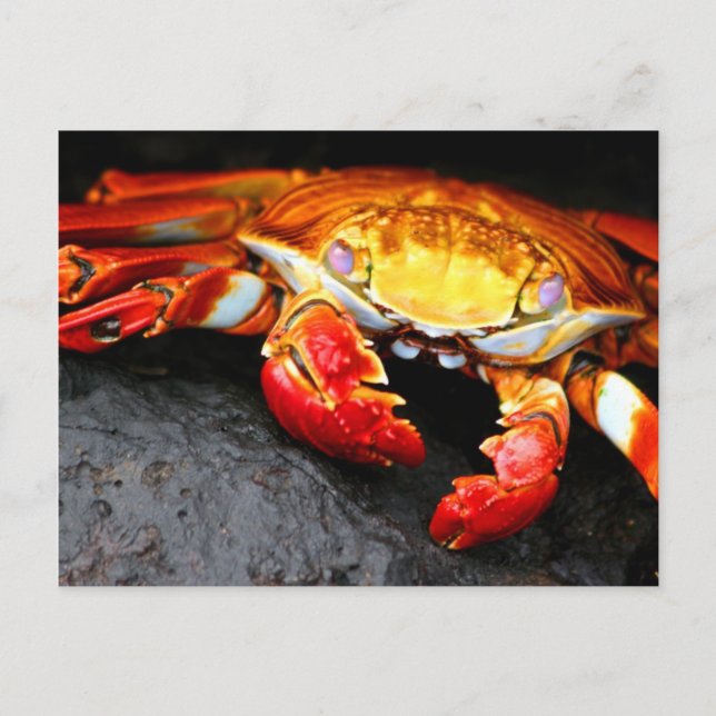Galapagos Crab Postkarte (Vorderseite)