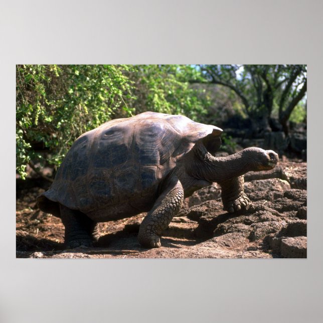 Galapagos Giant Tortoise (Dome-Shaped type) Poster (Vorne)