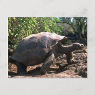 Galapagos Giant Tortoise (Dome-Shaped type) Postkarte