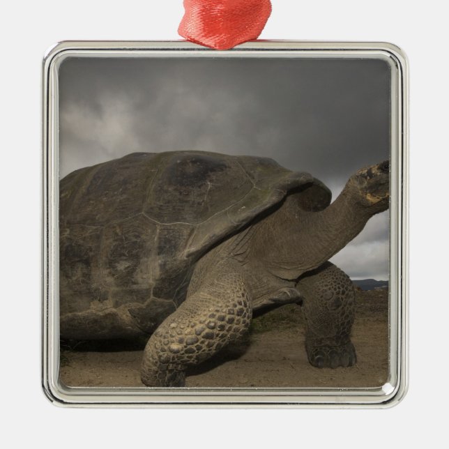 Galapagos Giant Tortoise Geochelone Silbernes Ornament (Vorne)