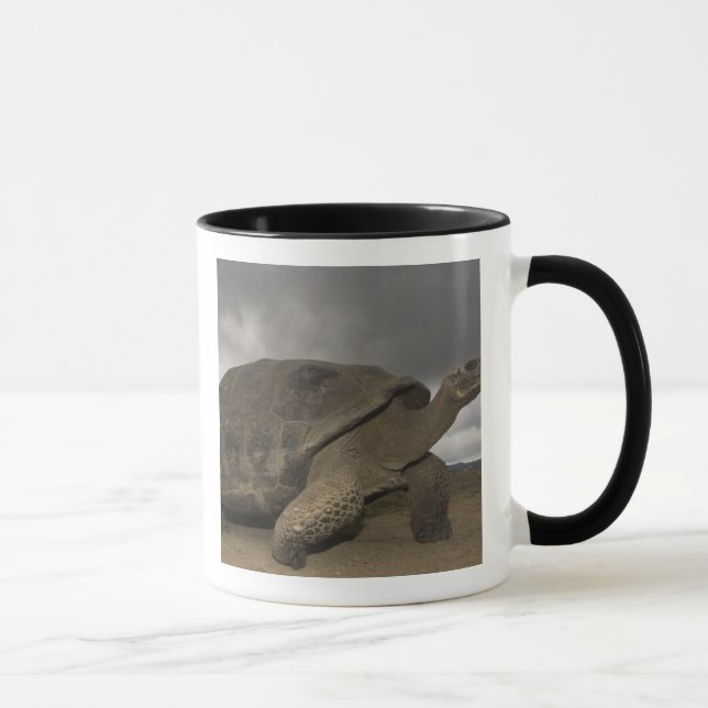 Galapagos Giant Tortoise Geochelone Tasse (Rechts)