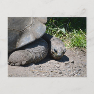 Galapagos Giant Tortoise Postkarte