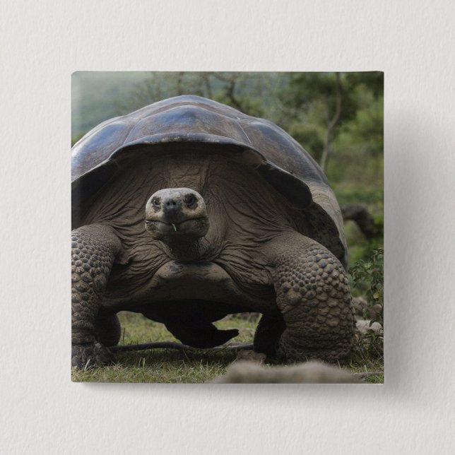 Galapagos Giant Tortoises Geochelone Button (Vorderseite)
