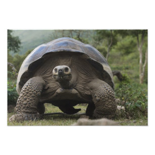 Galapagos Giant Tortoises Geochelone Fotodruck