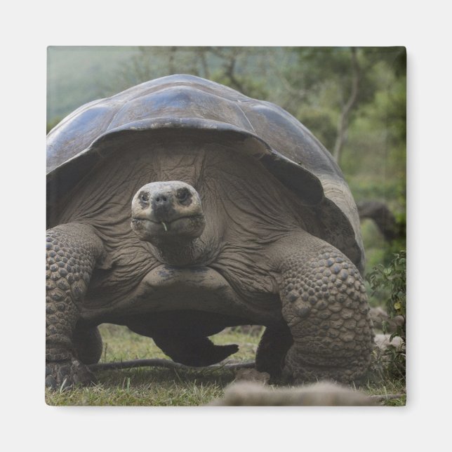 Galapagos Giant Tortoises Geochelone Magnet (Vorne)