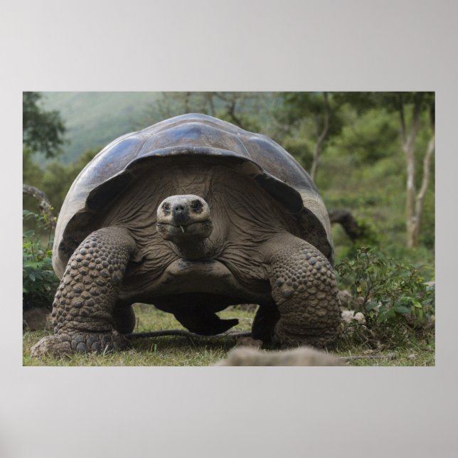 Galapagos Giant Tortoises Geochelone Poster (Vorne)