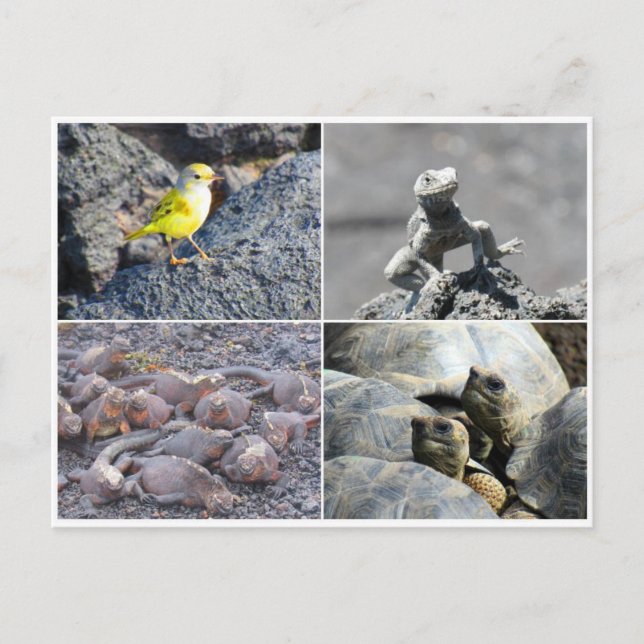 Galapagos grau postkarte (Vorderseite)