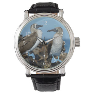 Galapagos-Inseln, Isabela-Insel Armbanduhr