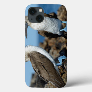 Galapagos-Inseln, Isabela-Insel Case-Mate iPhone Hülle