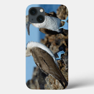 Galapagos-Inseln, Isabela-Insel Case-Mate iPhone Hülle