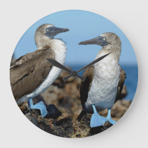 Galapagos-Inseln, Isabela-Insel Große Wanduhr