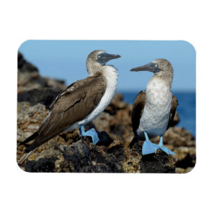 Galapagos-Inseln, Isabela-Insel Magnet