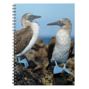 Galapagos-Inseln, Isabela-Insel Notizblock