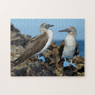 Galapagos-Inseln, Isabela-Insel Puzzle