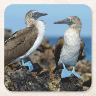 Galapagos-Inseln, Isabela-Insel Rechteckiger Pappuntersetzer