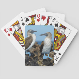 Galapagos-Inseln, Isabela-Insel Spielkarten