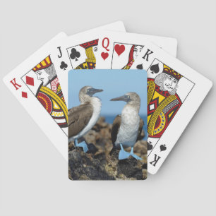 Galapagos-Inseln, Isabela-Insel Spielkarten