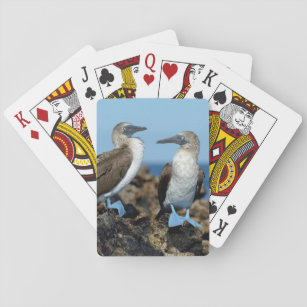 Galapagos-Inseln, Isabela-Insel Spielkarten