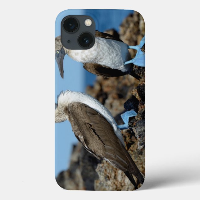 Galapagos Islands, Isabela Island Case-Mate iPhone Hülle (Rückseite)